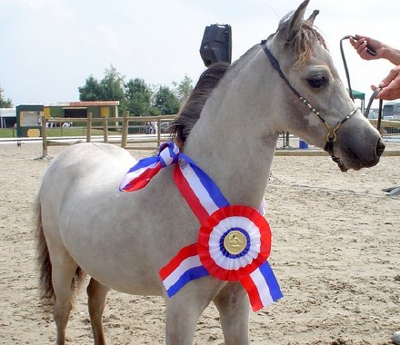 Gift Kampioen lint