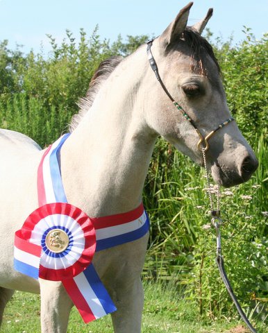 Gift Kampioen lint tuin